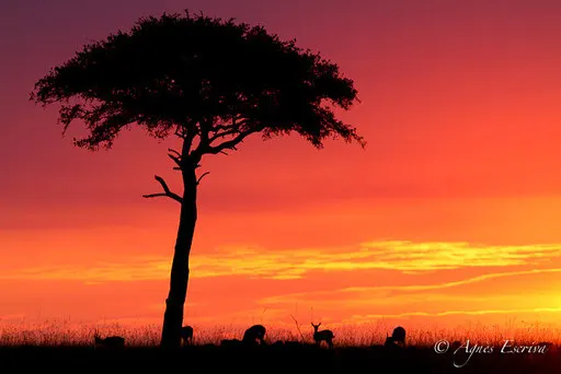 Lever de soleil sur la savane