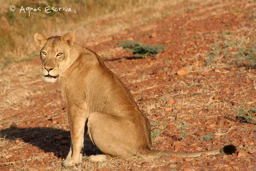 Lionne