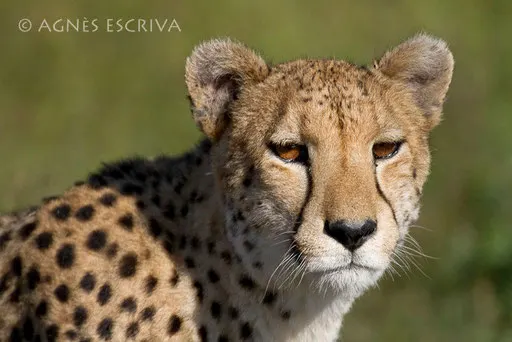 La mère guépard
