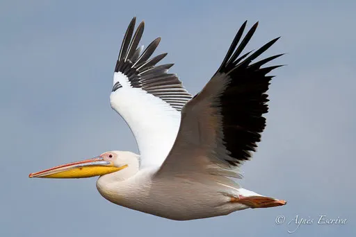 Vol de pélican - Nakuru