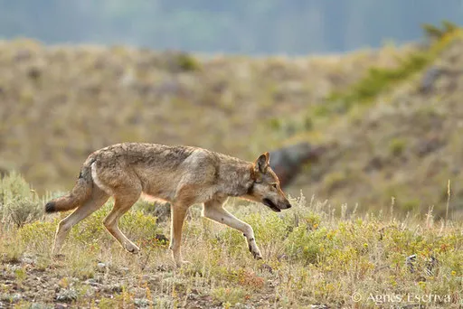 Loup gris femelle
