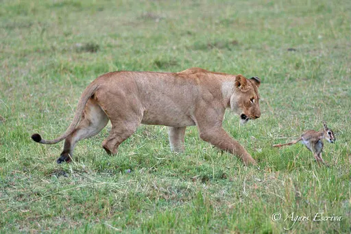 Jeune lionne (fille de Bibi) jouant avec un bébé gazelle de Thomson