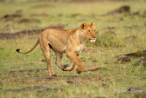 Fille de Bibi chassant deux jeunes lionnes indésirables