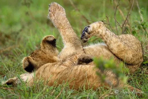 Charm et lionceau
