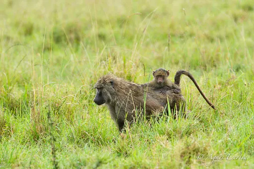 Transport parental