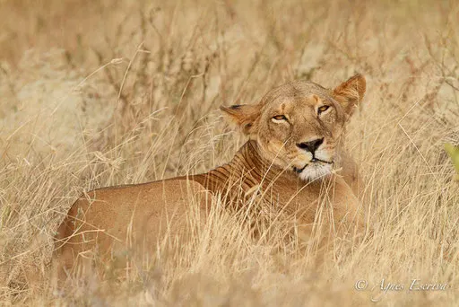 Lionne