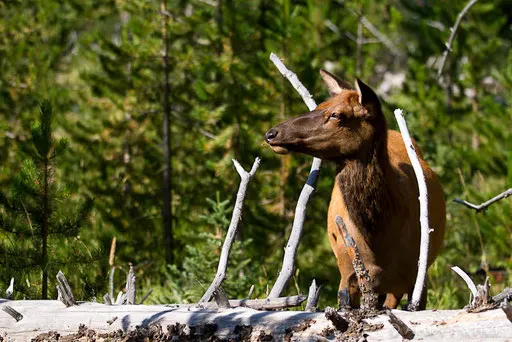 Wapiti femelle