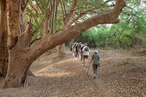 Balade sous les sycomores au bord de la rivière Ewaso Ngiro