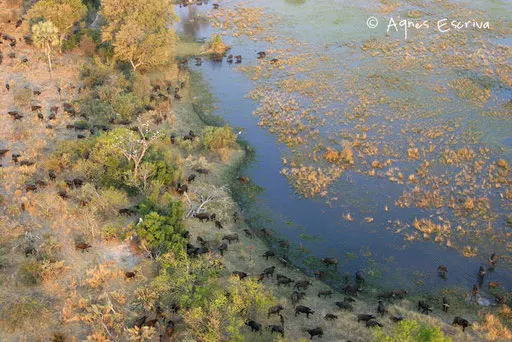 Buffles - Delta de l'Okavango