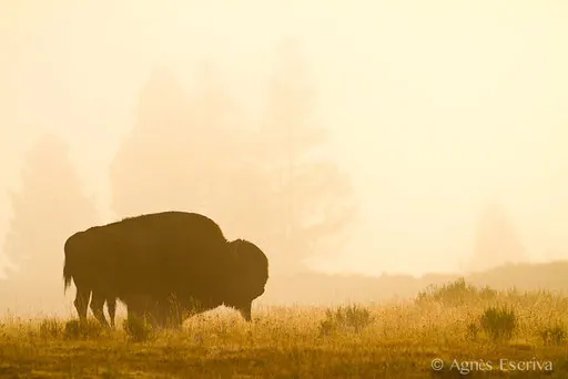 Bison mâle 