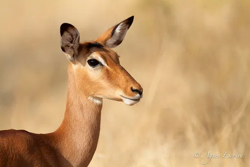Impala