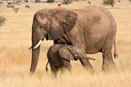 Eléphants du désert - Damaraland