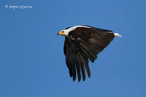Aigle pêcheur