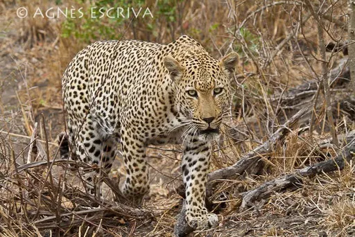 Mvula