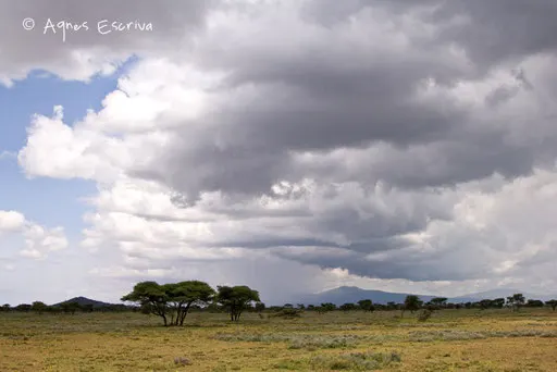Paysage de Ndutu