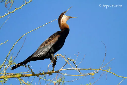 Anhinga
