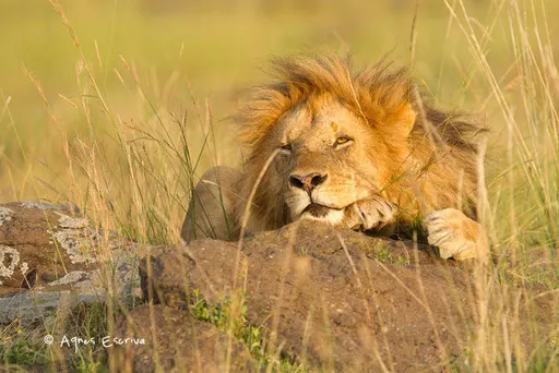 Jeune lion de Paradise