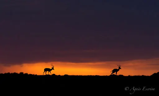 Impalas