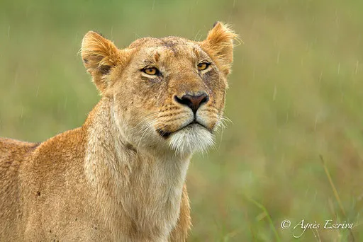 Mapema sous la pluie