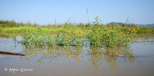 Rives du lac inondées