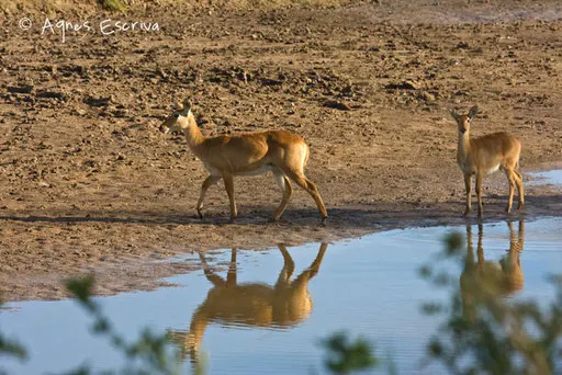 Pukus et leurs reflets