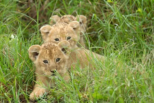 3 lionceaux de Bibi dans leur cachette (5 semaines)