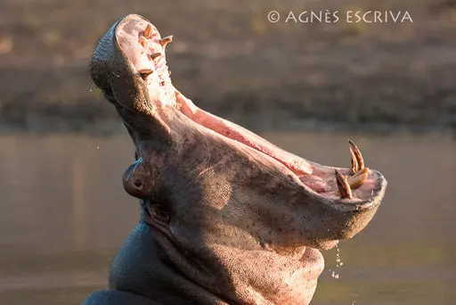 Baillement d'hippo
