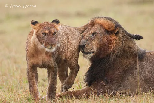 Clawed et une jeune lionne du clan du Marais