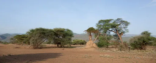 Termitière, Shompole Group Ranch