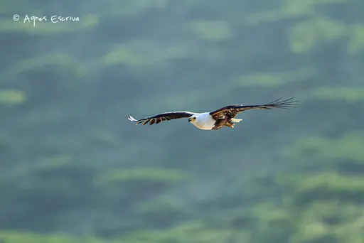 Le vol de l'Aigle pêcheur