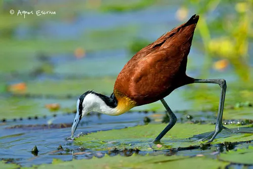 Jacana à poitrine dorée
