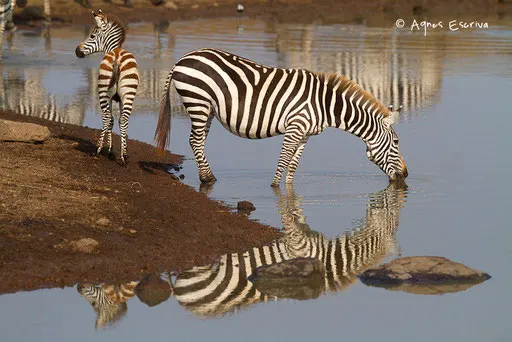 Zèbres et réflection