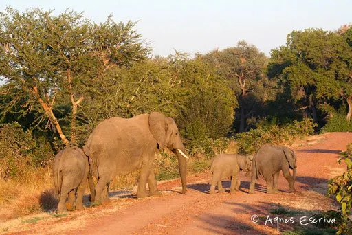 Famille d'éléphants