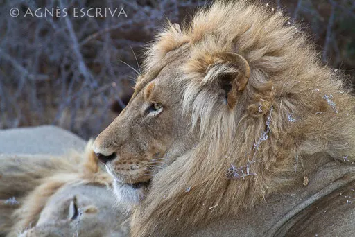 Malhathini's brothers