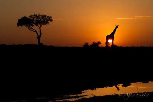Silhouette