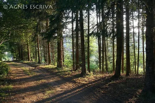 Chemin dans les bois