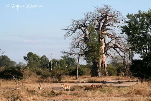 Baobab et impalas