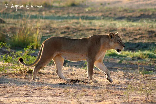 Lionne
