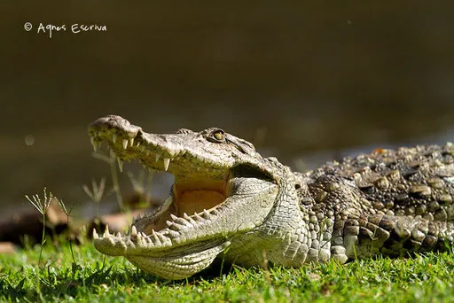 Crocodile prenant le chaud