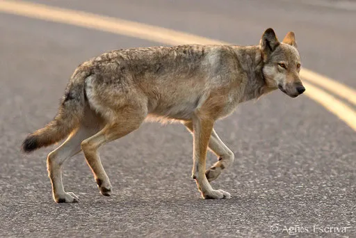 Loup gris femelle qui traverse la route