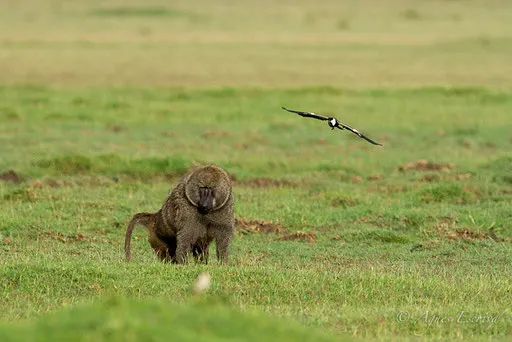 Un babouin menace les oeufs de ce pluvier