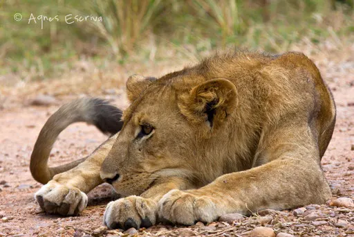Jeune lion 2