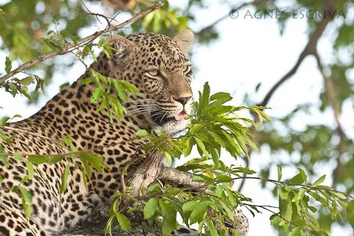 Karula