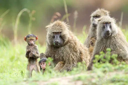 Babouins en famille