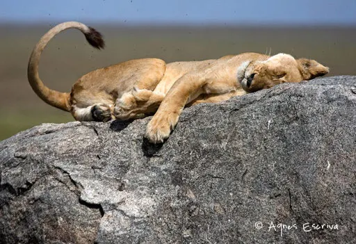La sieste