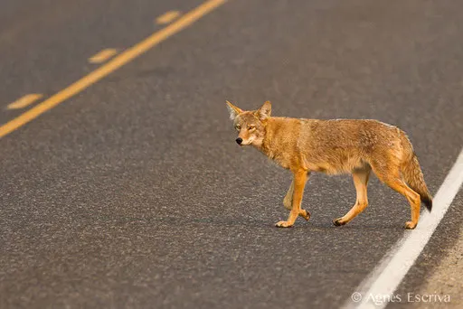 Coyote qui traverse la route