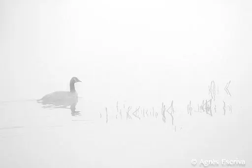 Canada goose