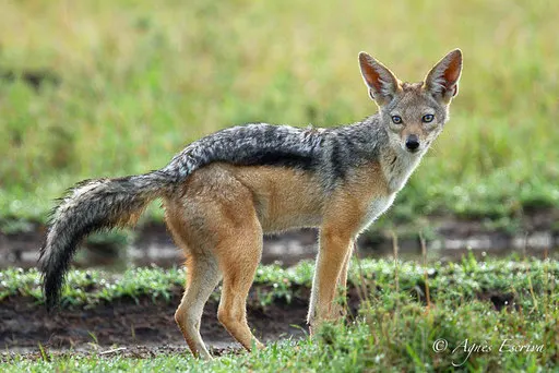Chacal à chabraque