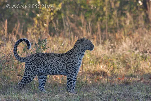 Karula sort du bois