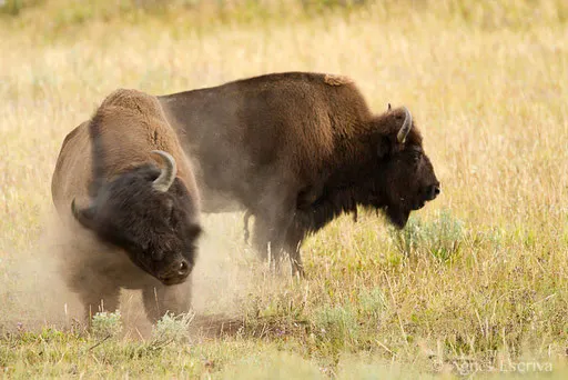 Couple de bisons